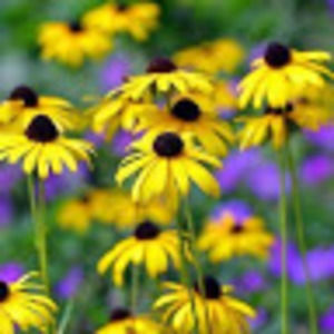 Meet your Posher, James and ann